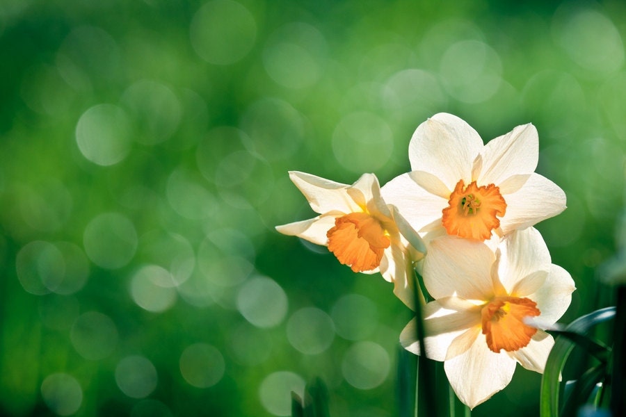Daffodil Photography, Fine Art Spring Photography, Flower Macro, Narcissus Macro Print Minimalistic 8x10 or 8x12