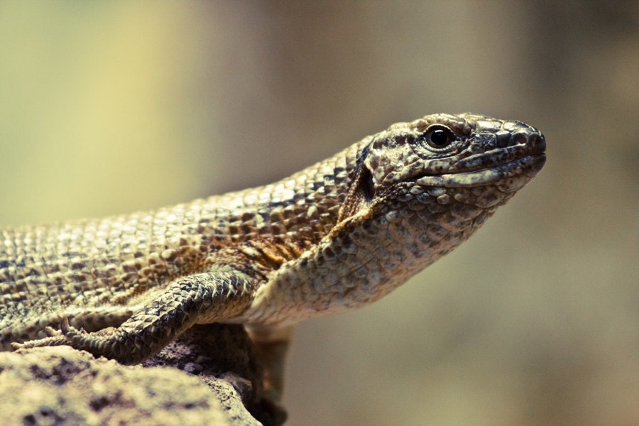 Wildlife Photography, Animal Photography, Lizzard Photo, Lizzard Photograph on Rock Print 8x10 or 8x12