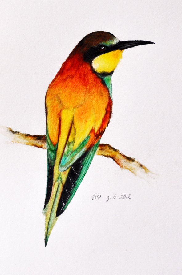 Exotic Bird 11 - Original colored pencil drawing 5.5 x 8 inch