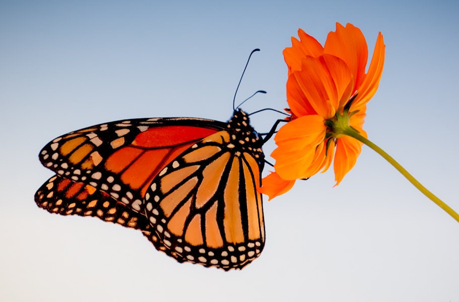 Blank Greeting Card - Monarch Butterfly - Magical Messenger
