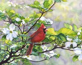Cardinal in Dogwood, Limited Edition Giclee print of a watercolor painting by Cinda Serafin. Nature & Wildlife art, birds, flowers.