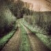 Landscape photography, Forest photography, Enchanted forest, Autumn Decor, Green Decor,  Woodland forest , Print 6x6 (15x15cm)