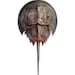Horseshoe Crab Watercolor Painting - Seashore Beach Print