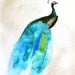 30% Off SALE - Peacock Painting - Feather - Bird Wall Art Watercolor - Peacock II - Large Print 16x20 - Poster