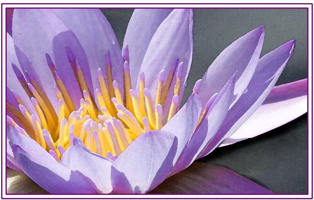 Purple Water Lily flower photo greeting card - water lily card  8 1/2 x 5 1/2