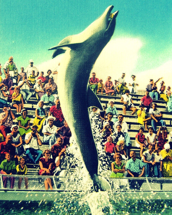 dolphin photograph Florida tourist attraction porpoise print FLIPPY decor 1930s MARINELAND beach home grey blue kids room animal fish