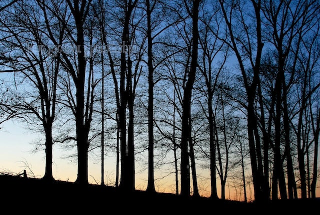 Twilight in Bare Trees - Sunset photograph 10" x 15" mounted. ready to hang nature art print