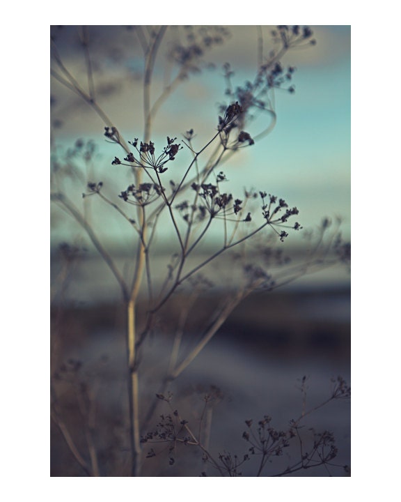 Faded Seed Head Photography Print - 5x4