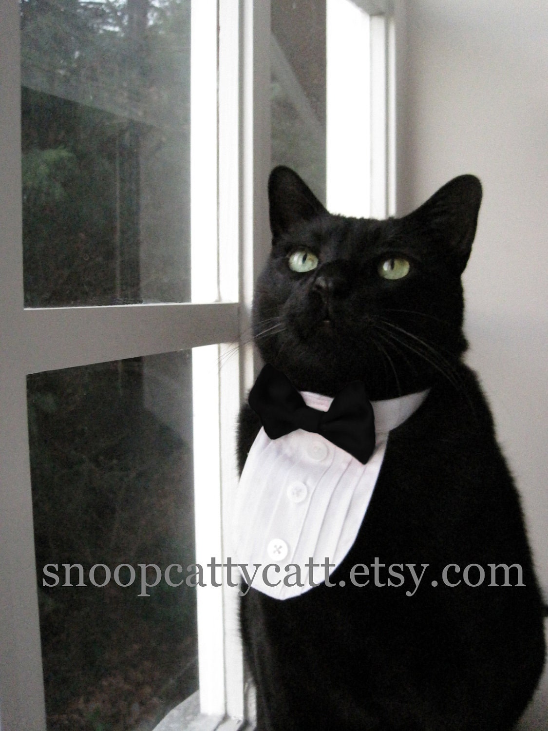 Cat Tuxedo - The Classic