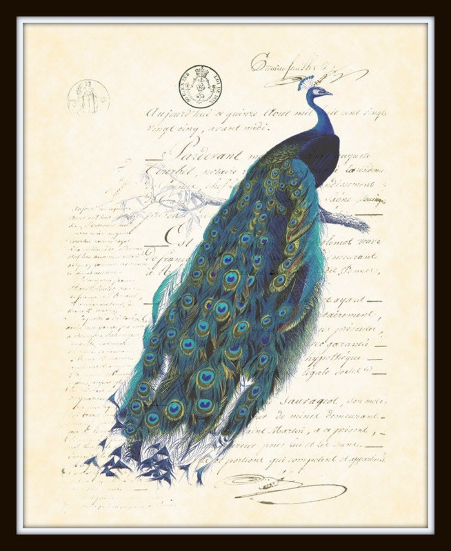 Antique French Peacock Plate 1  Art Print 8 x 10 Natural History Digital Collage Art Nouveau Art Deco