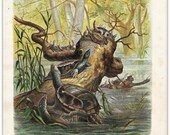 Turtles Antique Print Natural History Color Lithograph 1874