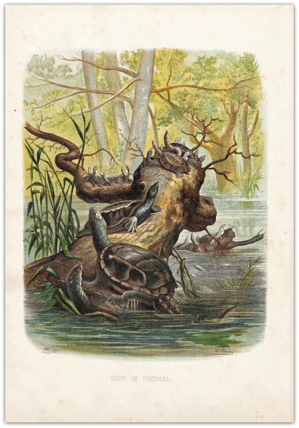 Turtles Antique Print Natural History Color Lithograph 1874