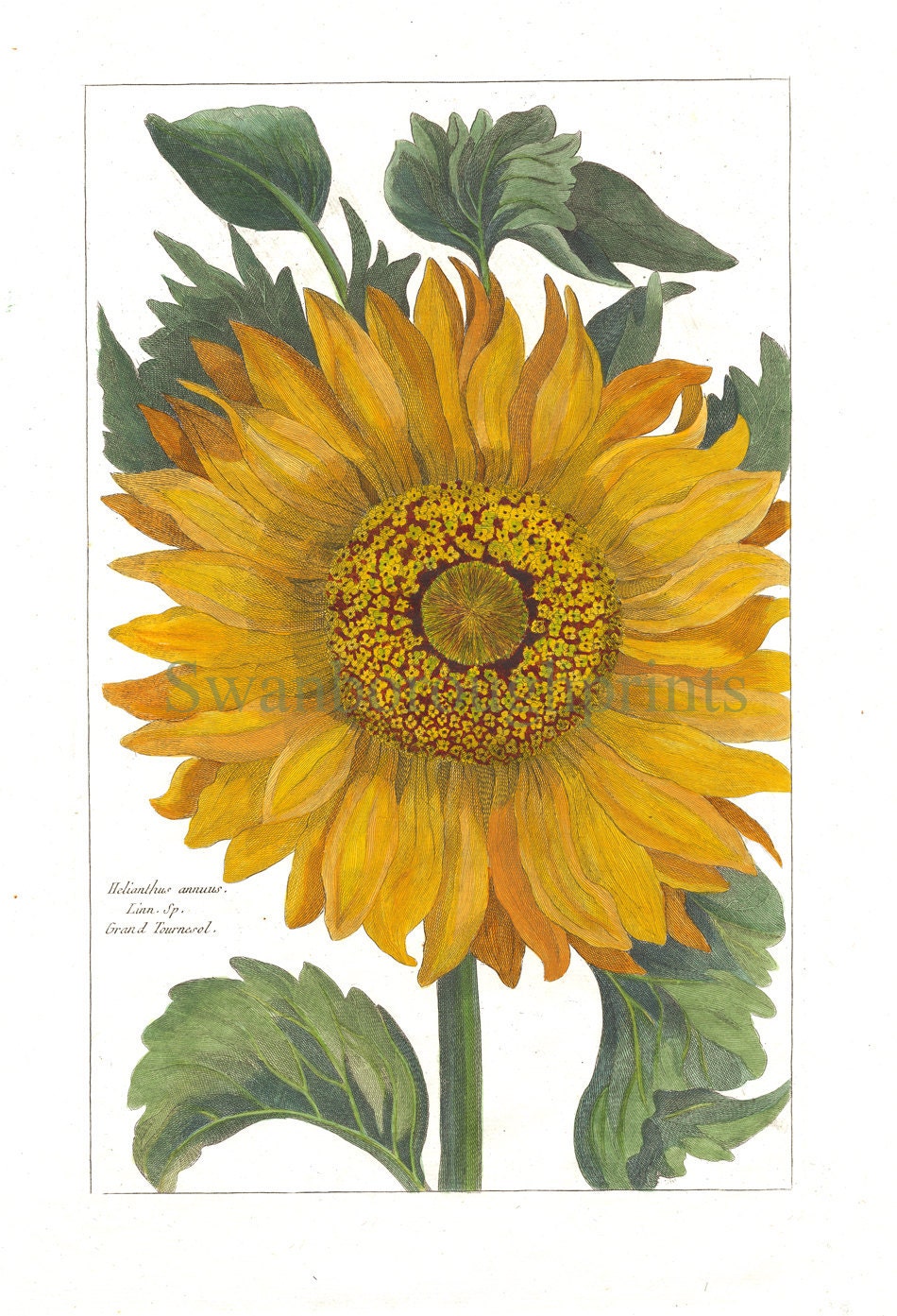 Sunflower Print Vintage French Sunflower by swanboroughprints