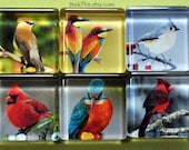 Bird Magnets, Colorful Birds, Cardinal Magnets, Fridge Magnet, Office Gift