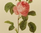 Botanical Illustration Print, Pink Rose Flower Print, Vintage Wall Hanging (French Home Decor Art To Frame) Redoute  No. 118