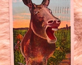 Hee Haw... Fun 1940's Vintage Postcard