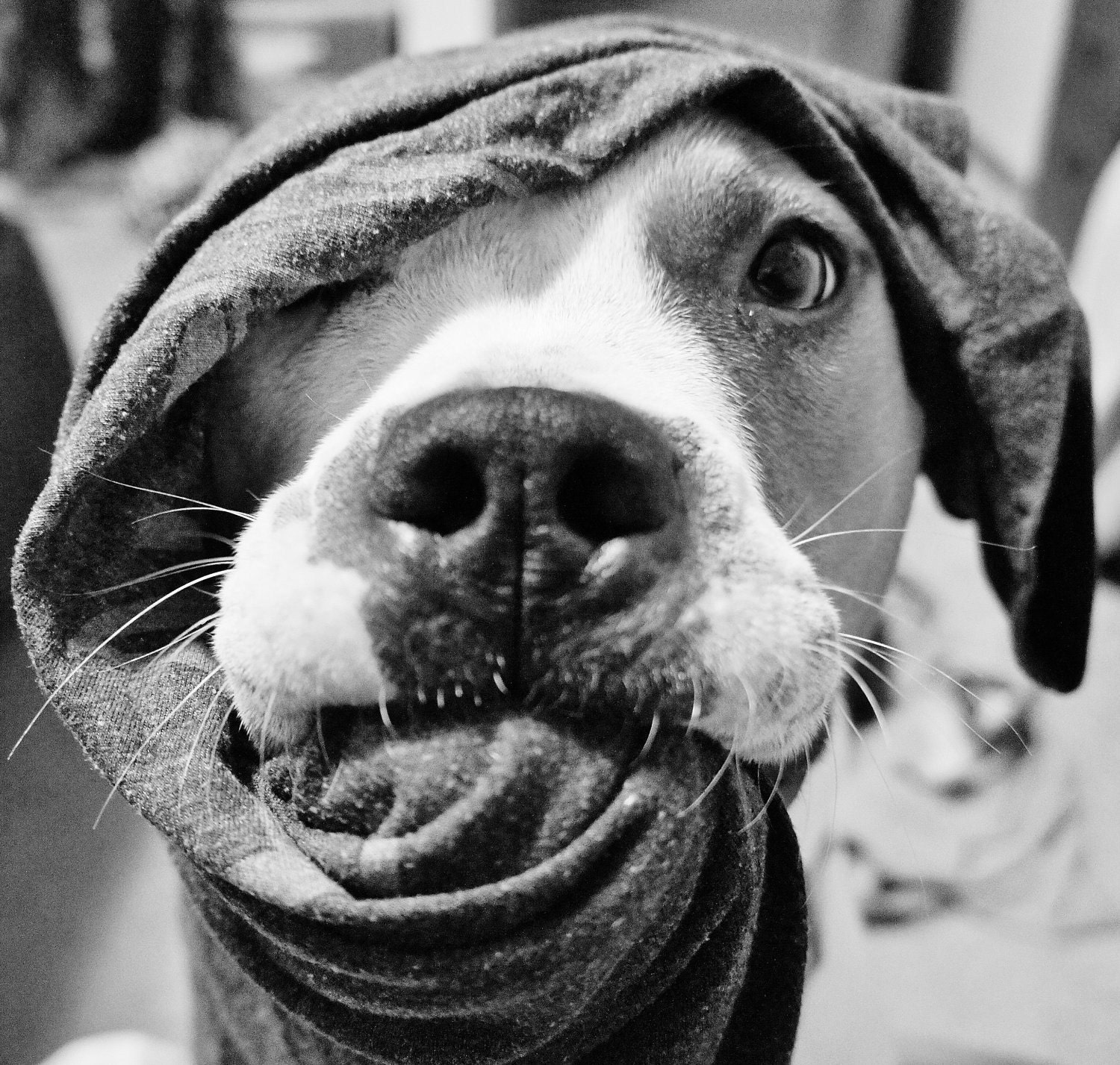 Silly Dog, Pit Bull puppy, Caught up in the Laundry Digital Photograph
