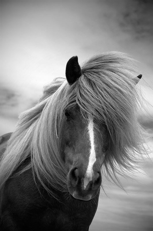 Horse photo, black and white photography, color photo, fine art print, animal photo, 'icelandic horse' 18x12