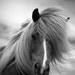 Horse photo, black and white photography, color photo, fine art print, animal photo, 'icelandic horse' 18x12