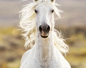 Gray Stallion Approaches - Fine Art Wild Horse Photograph