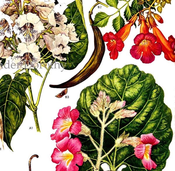 Catalpa Bean Tree Trumpet Creeper Uniorn Plant Wildflower North America Botanical Exotica Vintage Illustration To Frame 162