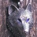 Sterling Silver Timber Wolf Pendant With Blue Eyes