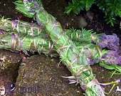 ON HOLD for PCRSteph - Green Witch Smudge Bundle - Cleansing, Purifying Sacred Space, Divination, Psychic Work, Faerie Magick