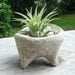 ZEN Mini Concrete Planter with Druid Air Plant