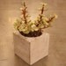 Succulent Planter from Salvaged Wood in Distressed Antique White