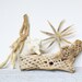 Large Vintage Cholla Cactus Skeleton