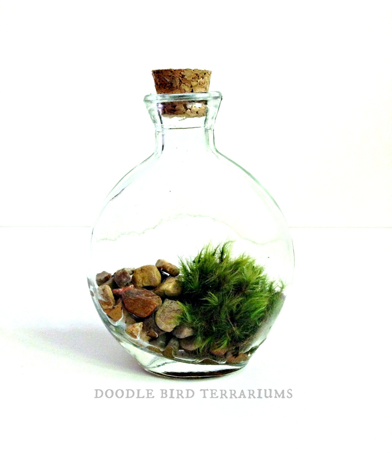 Decanter Terrarium in Glass Bottle Starter Kit / Live Moss / For Him Man
