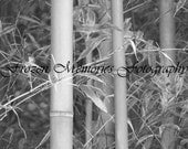 Bamboo Photo black and white