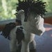 Physical Copy, Filly & Colt Plush Sewing Pattern with Unicorn Horn and Pegasus Wings (Pony, Plushie, Stuffed Toy)