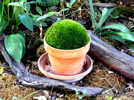 Large Mood moss for a 6-7 inch terra Cotta pot-Terrarium Moss-Live Moss