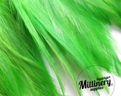 Green Hackle Feather Fringe for fascinators, millinery and crafts (Around 60 feathers)