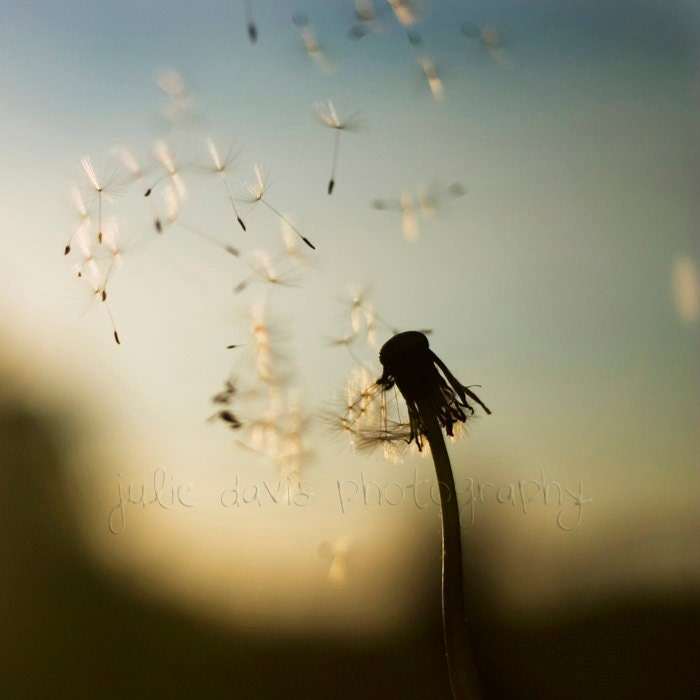 Summer Dandelion 10x10 Fine Art Photography Goodbyes