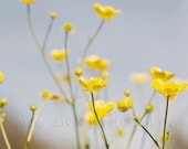 Buttercup Summer Prairie Nature Photography - 11x14