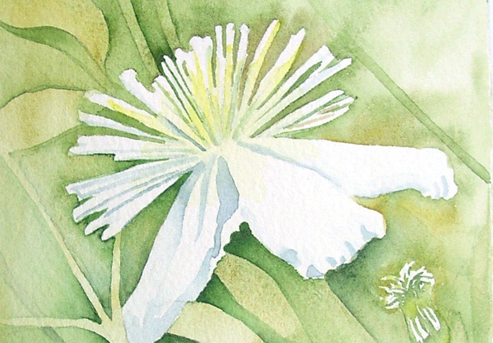 Small Painting, White Clematis  Flower Art Original Watercolor