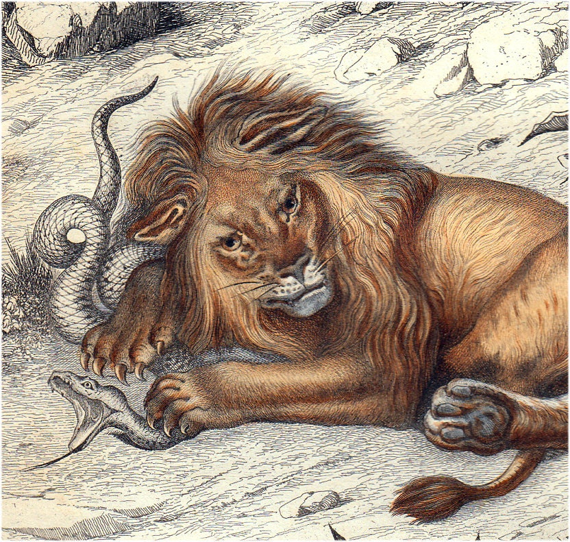 1860 Gorgeous antique LION engraving of  a African Lion By Gervais, FELIS LION, 150 years old fine print