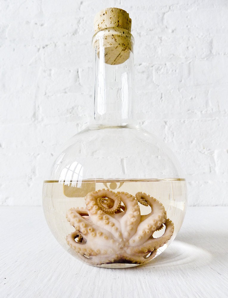 Sea Witch Octopus Specimen In Crystal Science Beaker