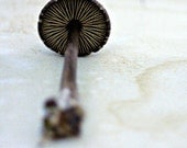 Umbrellas of the Earth - 8x8 Fine Art Photography - Mushroom Whimsy No. 1