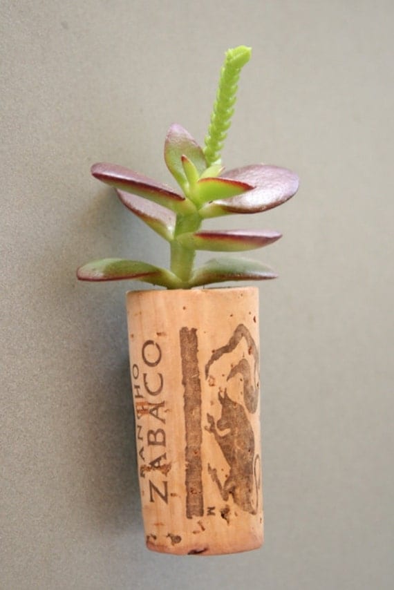 Succulent Cork Magnet,  Zabaco Jade