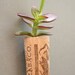 Succulent Cork Magnet,  Zabaco Jade