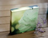 25% OFF Photo Art Block 6x6 ready to hang- surreal nature photography peony photo - bokeh photography emerald green cottage chic