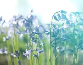 Nature photography - archival print - bluebells crowd - green fresh grass - flower photography - 12x8 fine art photograph