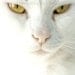 white cat