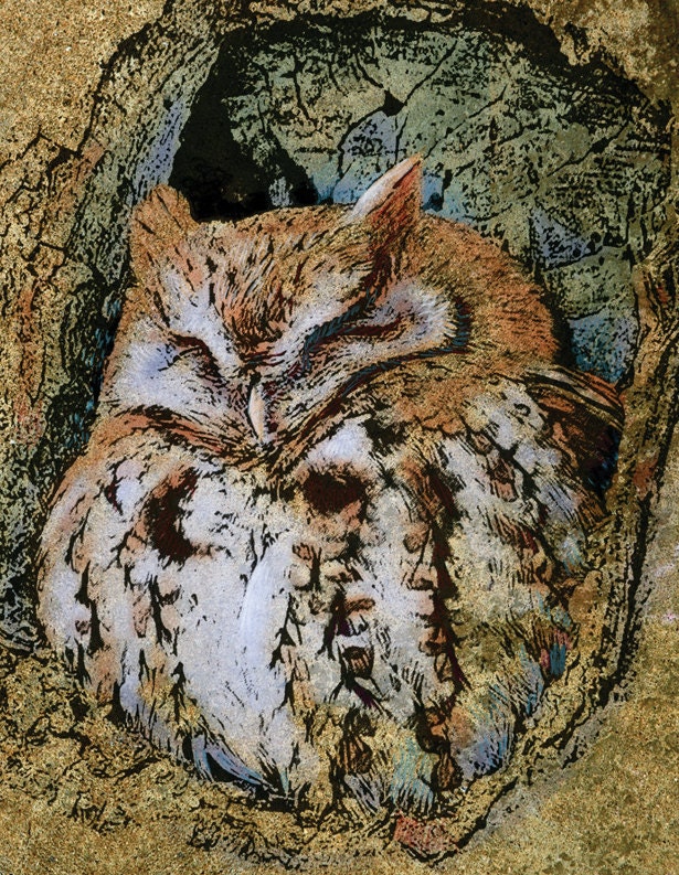 Sleepy Owl Print - Owl Decor - Owl Art - Bird Art - Giclee Art Print Reproduction - Limited Edition Giclee Print