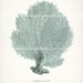Antique Beach Decor Sea Fan Natural History 8x10 Print - Seafoam