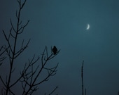 Moon Serenade, Fine art photograph, blue, bird, silhouette,night, moon, surreal, fantasy, home decor, solitude