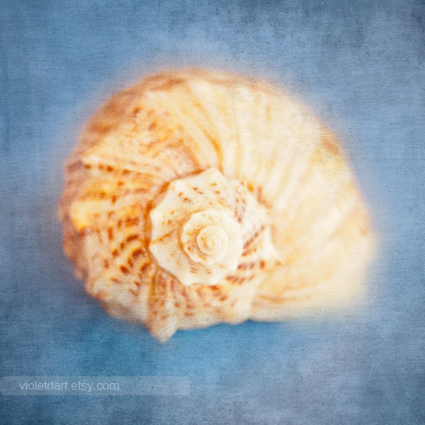 25% Off SALE Seashell Photo - sea ocean, summer, blue, square photo- nursery art- aqua aquamarine, blue